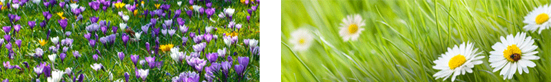 bild mit blumen bild mit blumen